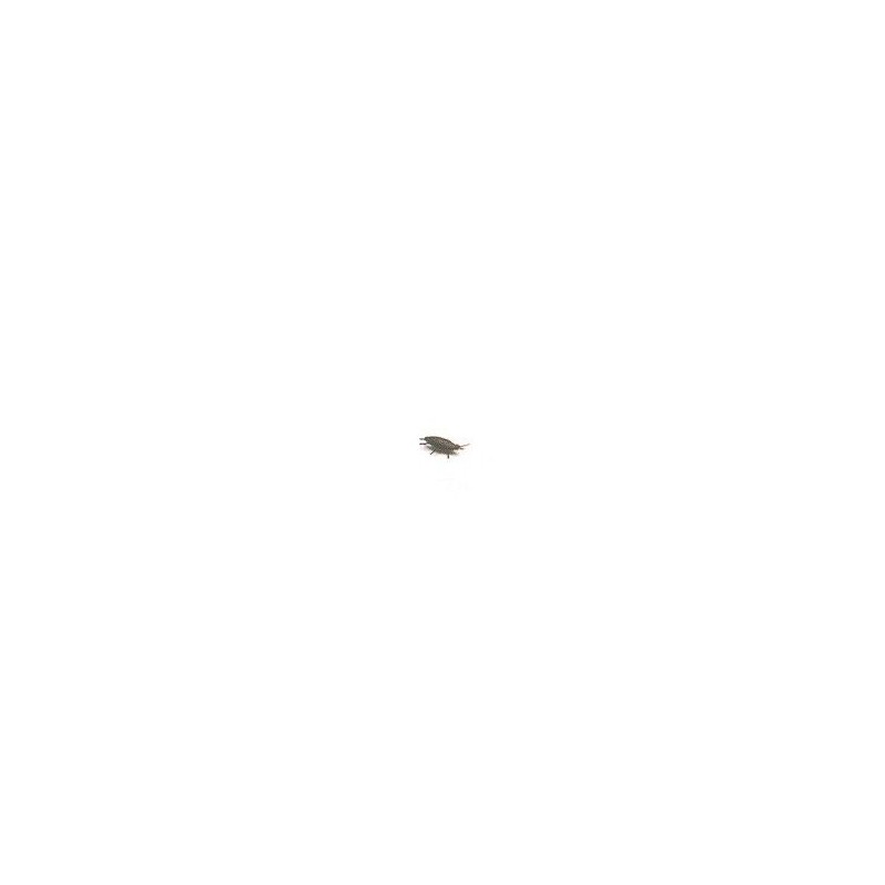 Cucaracha con clavo bromas