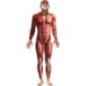 Disfraz anatomia cuerpo humano tallas