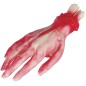Mano latex 25 cm sangrienta con hueso