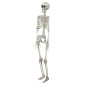 Esqueleto 90 cms halloween