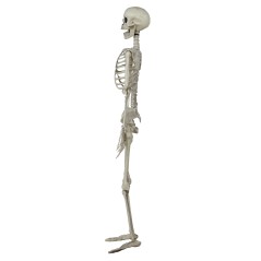 Esqueleto 90 cms halloween-El Informal Santander
