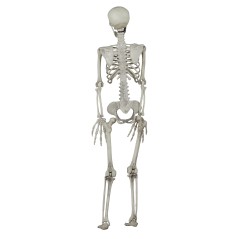 Esqueleto 90 cms halloween-El Informal Santander