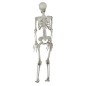 Esqueleto 90 cms halloween