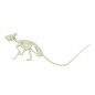 Esqueleto de rata 20 cms