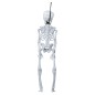 Esqueleto 40 cms halloween