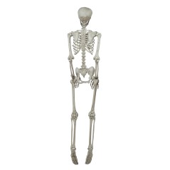 Esqueleto 160 cms halloween-El Informal Santander
