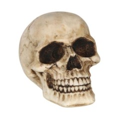 calavera o craneo humano 8 cm de resina 24333 8434077243336